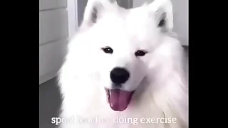 3593 doggy style porn videos